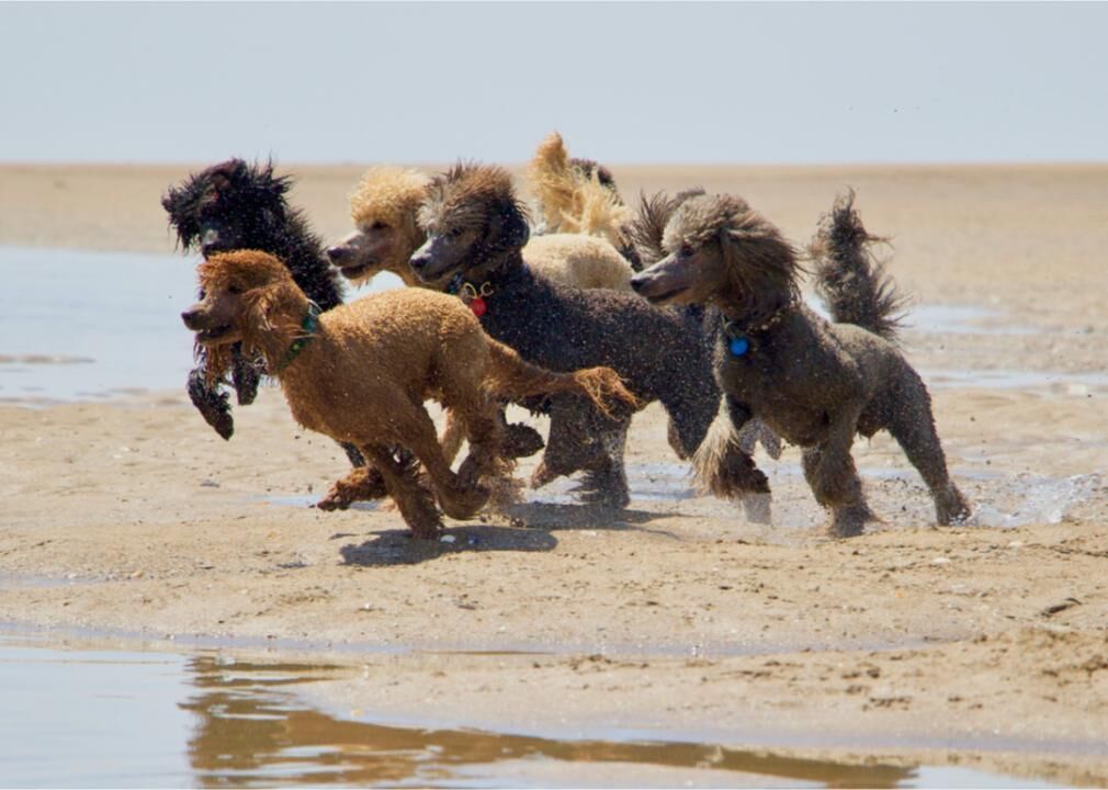 #14. Poodle